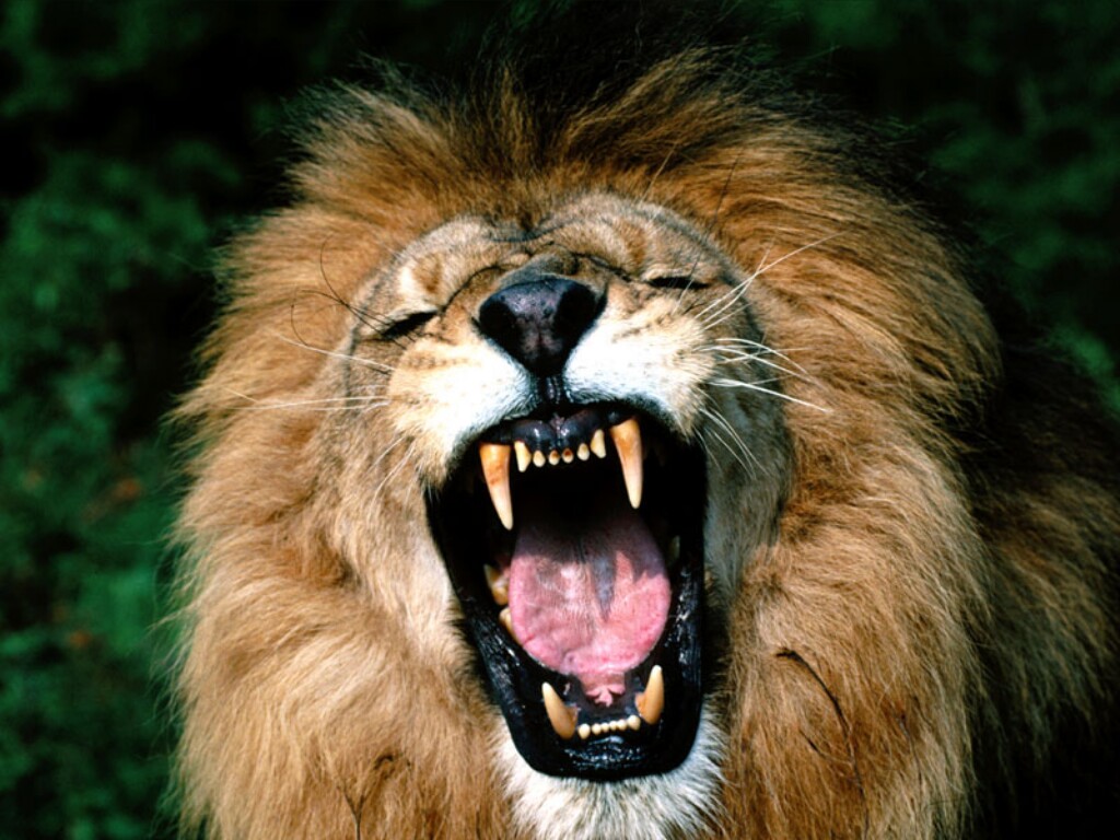 http://ddclaywriter.files.wordpress.com/2013/02/a-lion-roars.jpg
